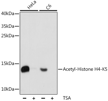 Acetyl-Histone H4-K5 pAb