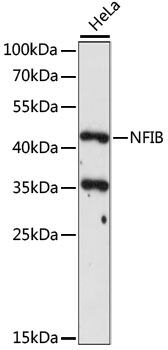 NFIB Polyclonal Antibody