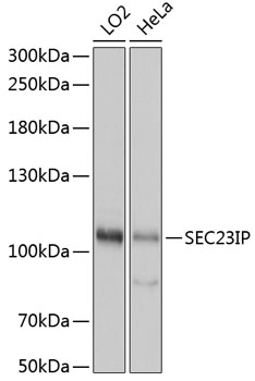 SEC23IP Polyclonal Antibody