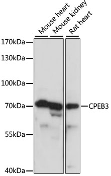CPEB3 Polyclonal Antibody