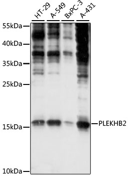 PLEKHB2 Polyclonal Antibody