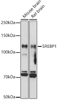 SREBF1 Polyclonal Antibody