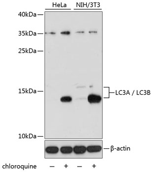 LC3A / LC3B Polyclonal Antibody