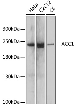 ACACA Polyclonal Antibody