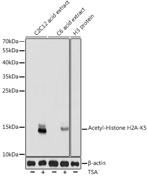 Acetyl-Histone H2A-K5 pAb