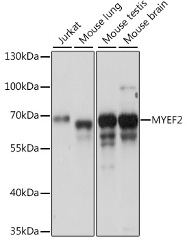 MYEF2 Polyclonal Antibody