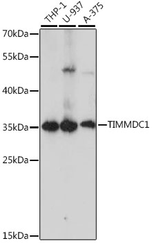 TIMMDC1 Polyclonal Antibody