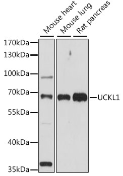 UCKL1 Polyclonal Antibody