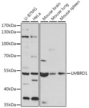 LMBRD1 Polyclonal Antibody