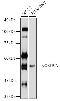 NOSTRIN Polyclonal Antibody
