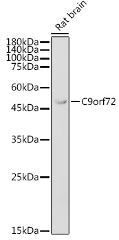 C9orf72 Polyclonal Antibody