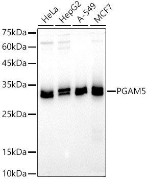 PGAM5 Polyclonal Antibody