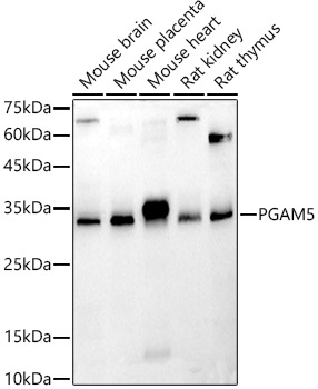 PGAM5 Polyclonal Antibody