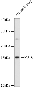 MAFG Polyclonal Antibody