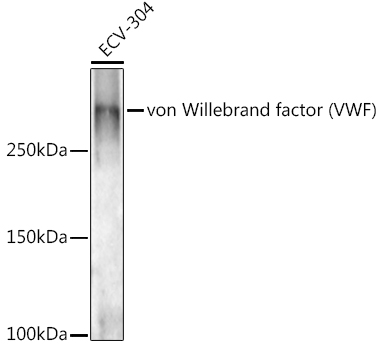 VWF Rabbit Polyclonal Antibodiy
