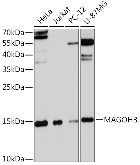MAGOHB Polyclonal Antibody