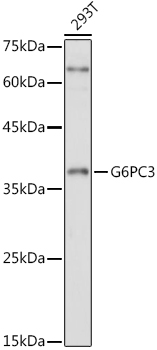 G6PC3 Polyclonal Antibody