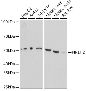 NR1H2 Polyclonal Antibody