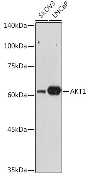 AKT1 Polyclonal Antibody