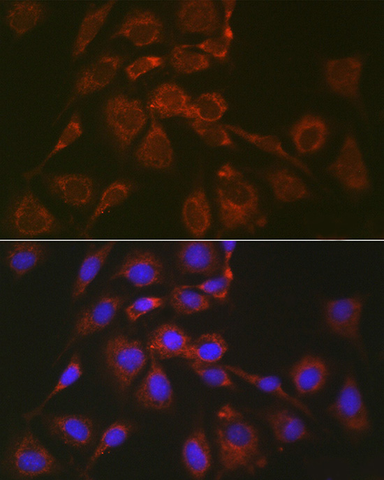 BOK Polyclonal Antibody