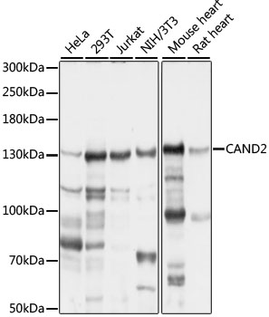 CAND2 Polyclonal Antibody
