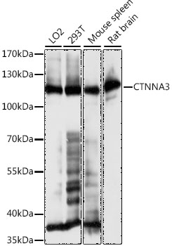 CTNNA3 Polyclonal Antibody