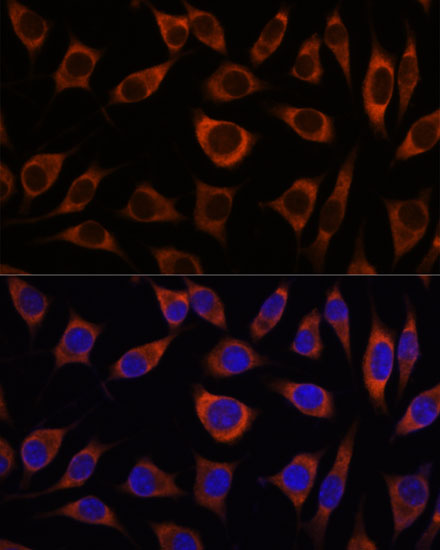 CTNNA3 Polyclonal Antibody