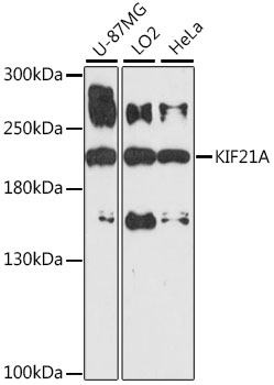 KIF21A Polyclonal Antibody