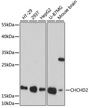 CHCHD2 Polyclonal Antibody