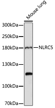 NLRC5 Polyclonal Antibody