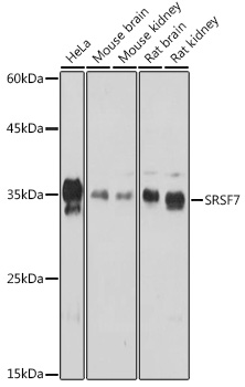 SRSF7 Polyclonal Antibody