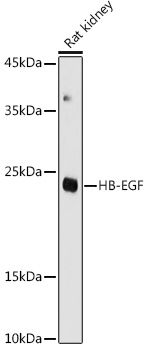 HBEGF Polyclonal Antibody