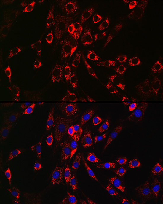 HBEGF Polyclonal Antibody