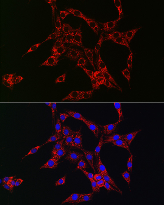HBEGF Polyclonal Antibody