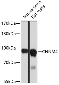 CNNM4 Polyclonal Antibody
