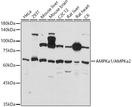 PRKAA1/PRKAA2 Polyclonal Antibody