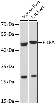 PILRA Polyclonal Antibody
