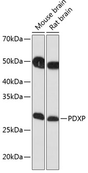 PDXP Polyclonal Antibody