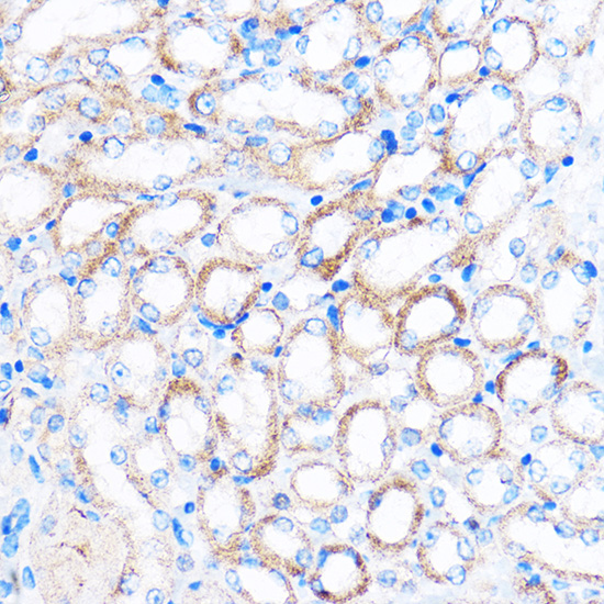 PDXP Polyclonal Antibody