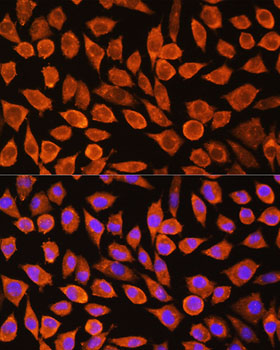 PDXP Polyclonal Antibody