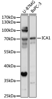 ICA1 Polyclonal Antibody