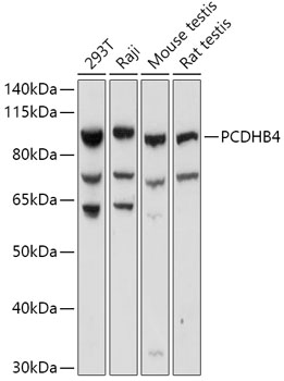PCDHB4 Polyclonal Antibody