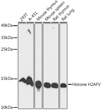 H2AFV Polyclonal Antibody