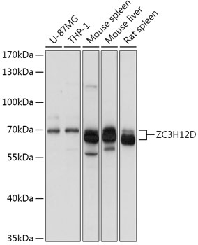 ZC3H12D Polyclonal Antibody
