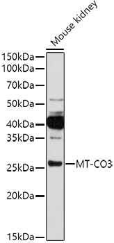 MT-CO3 Polyclonal Antibody