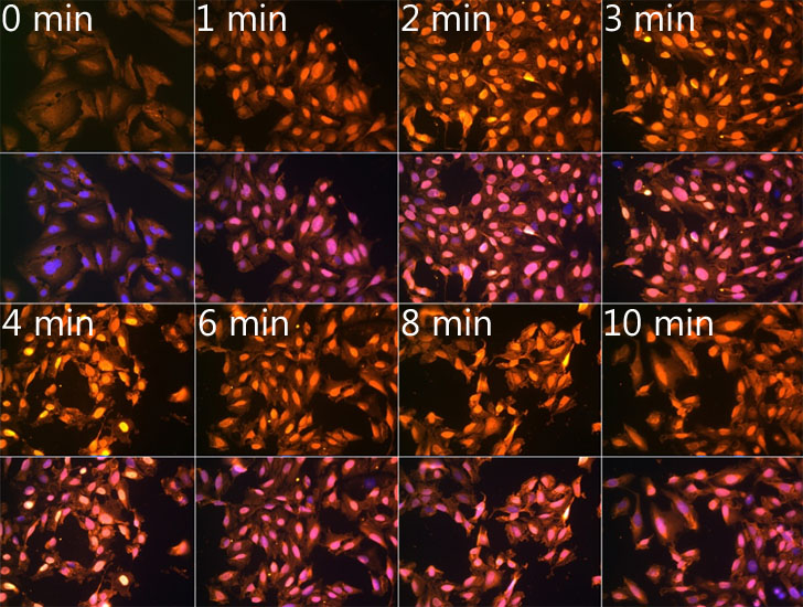 m6A Polyclonal Antibody