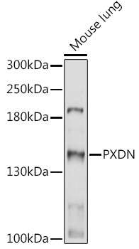 PXDN Polyclonal Antibody