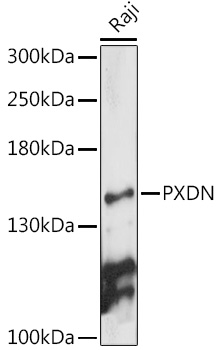 PXDN Polyclonal Antibody