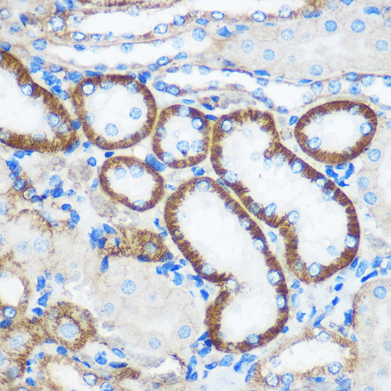 PEBP4 Polyclonal Antibody