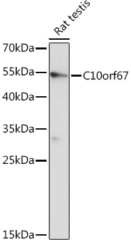 C10orf67 Polyclonal Antibody